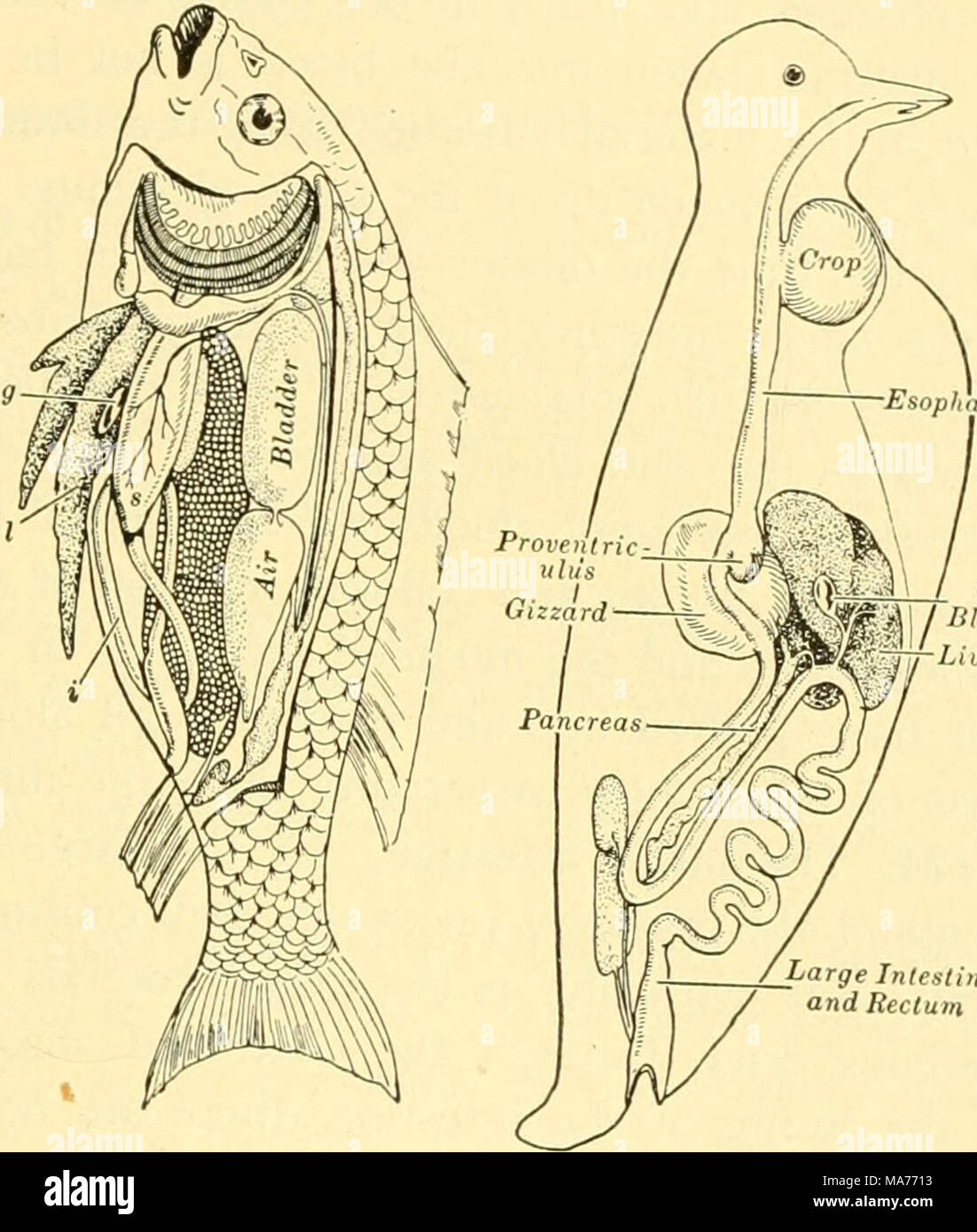 . Biologia elementare; una introduzione alla scienza della vita . Intesline retto Fig. 32. Sistema digestivo nel Pesce e uccello le principali caratteristiche del sistema digestivo sono simili in tutti i back- disossate di animali. In uccelli vi è un curioso sacca collegata con la gola, - il raccolto, - in cui gli alimenti possono essere conservati in- decisamente e più tardi o ingestione o rigurgitato attraverso la bocca. La porzione ghiandolare dello stomaco o proventriculus è distinto dalla parte di macinazione o ventriglio Foto Stock