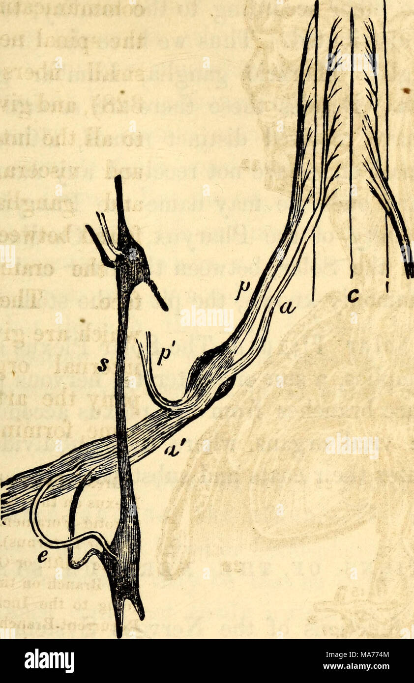 . Elementari di anatomia e fisiologia : Per college, accademie e altre scuole . Le radici di una dorsale del nervo spinale e la sua unione con il simpatico. c, c, fessura anteriore del midollo spinale, fl, radice anteriore, p, radice posteriore, con il suo ganglio, un', ramo anteriore, p', ramo posteriore. ", Simpatici. e, la sua Douhle giunzione con il ramo anteriore del nervo spinale da un bianco e grigio filamento. della comunicazione circa le navi. E come tutti gli inter- nal organi, specialmente quelli chiamati vitale, sono forniti con questo nervo e non direttamente dal cerebro-spinale, centro è quindi Foto Stock