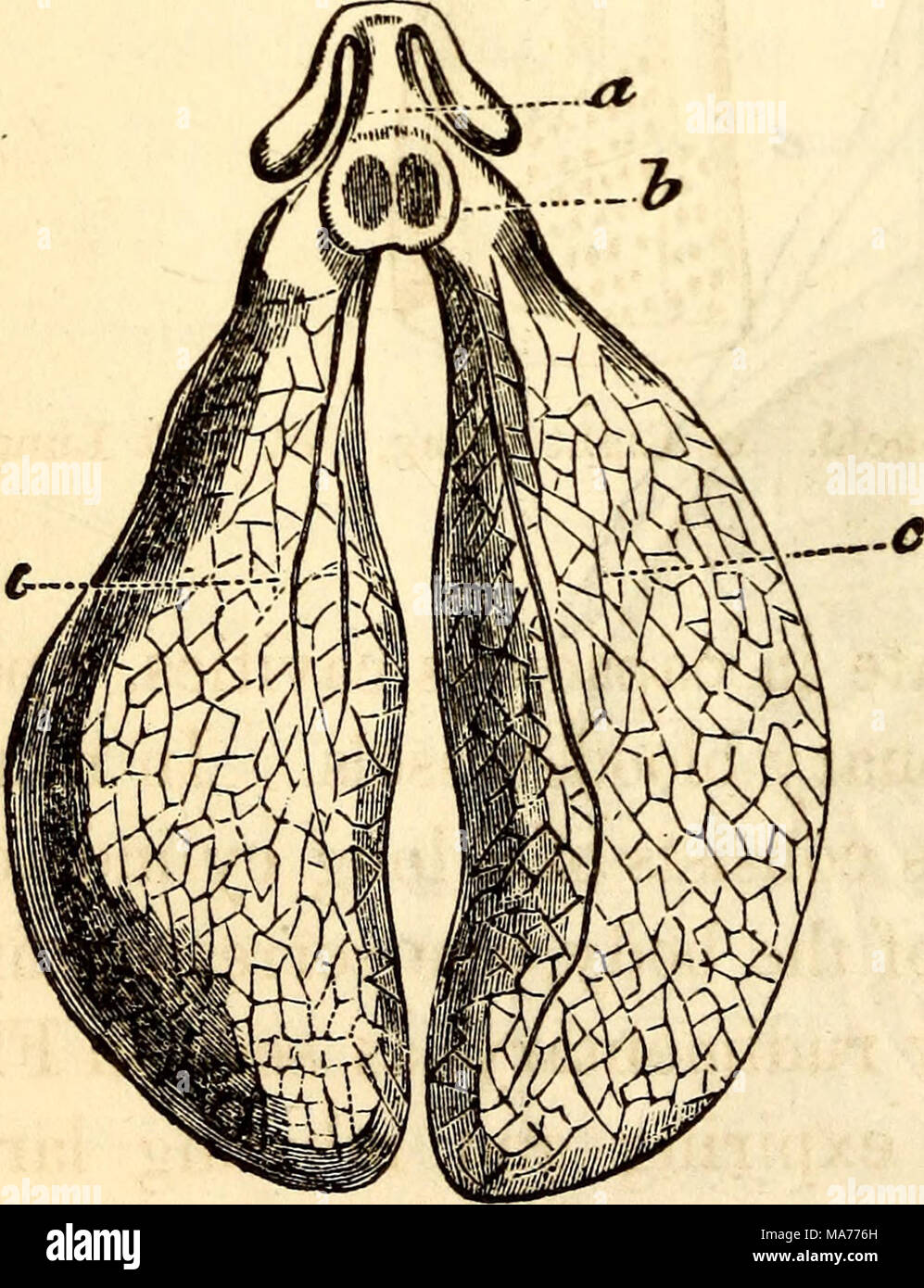 sistema respiratorio dei rettili