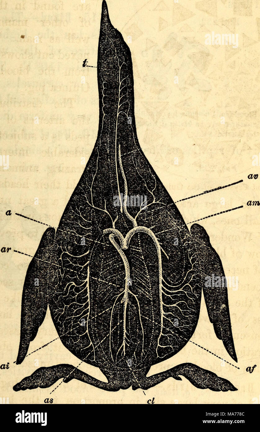 . Elementari di anatomia e fisiologia : Per college, accademie e altre scuole . Sistema arterioso di un uccello. A-teries del svasso, un, Aorta, am, uno dei suoi rami di grandi dimensioni. Essa dà il via la carotide (ac) e la vena succlavia, in ultima analisi è distribuito ai muscoli del torace, e corrisponde alle arterie mammarie di mammiferi, ad uno dei rami della arteria vertebrale fornendo i muscoli della spalla, ce, arteriosa boccole formate con i rami della carotide esterna al, arteria linguale, t, trachea, o vento-tubo. ar, arterie renali, ai, ischiatici arteria di procedere al extremit inferiore Foto Stock