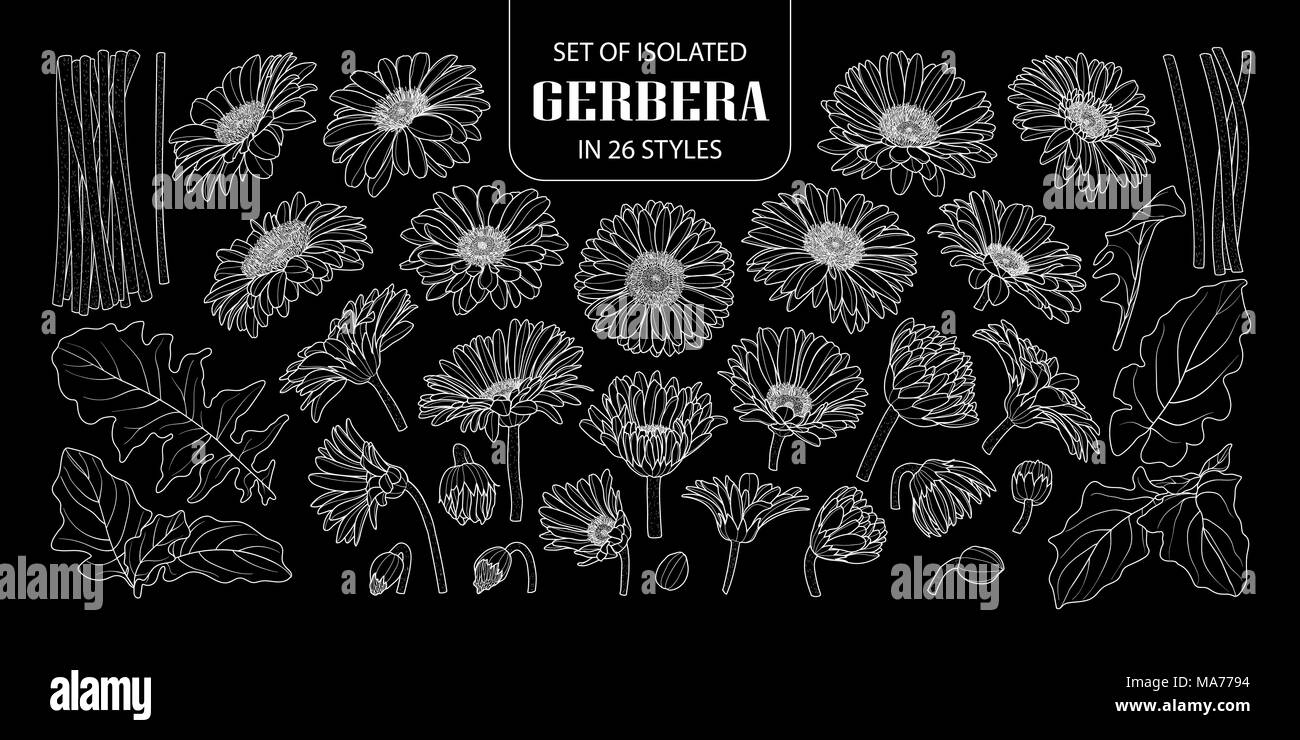 Impostare isolate di gerbera in 26 stili. Carino disegnato a mano fiore illustrazione vettoriale solo profilo bianco su sfondo nero. Illustrazione Vettoriale