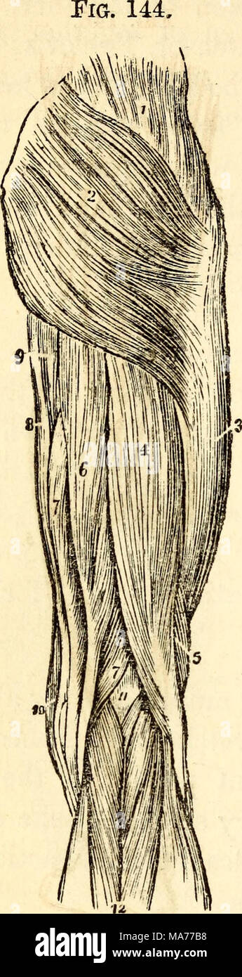 . Elementari di anatomia e fisiologia : Per college, accademie e altre scuole . Fig. 145. Una vista dei muscoli sul retro della coscia. 1, medius gluteo. 2, Glu- teu Magnus. 3, Fascia Lata che copre la Vastus Externus. 4, a lungo in testa dei bicipiti. 5, breve testa del bicipite. 6, gcmi-Tendinosus. 7,7, Semi-Mcinbranosus. 8, gracilis. 9, il bordo dell'adduttore mag- nus. 10, il bordo della Sartorius. 11, Pop- liteal spazio. 12, dal gastrocnemio. Foto Stock