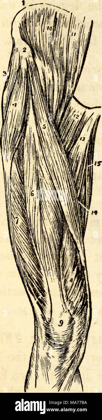 . Elementari di anatomia e fisiologia : Per college, accademie e altre scuole . Una vista dei muscoli sulla parte anteriore della coscia. 1, cresta dell'osso iliaco. 2, la sua parte anteriore superiore del processo spinoso. 3, medius gluteo. 4, Tensor vaginale Fe- moris. 5, Sartorius. 6, Rectus Feinoris. 7, Vastus Externus. 8, Vastus Internus. 9, la rotula. 10, Iliacus Internus. 11, Psoas Magnus. 12, Pectineus. 13, Adduttore Longus. 14, adduttore magnus. 15, gra- cilis. Che cosa sono i movimenti effettuati da esso ? 253. Cosa muscolo produce un movimento in una con- trary direzione per il muscolo psoas ? Ciò che è detto della dimensione delle fibre Foto Stock