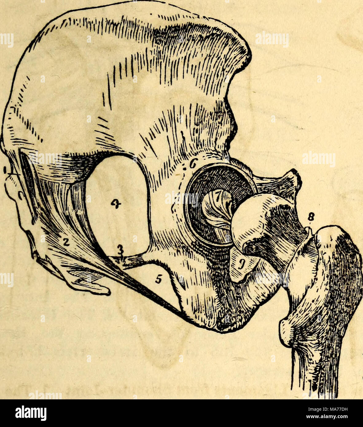 . Elementari di anatomia e fisiologia : Per college, accademie e altre scuole . Una vista laterale dei legamenti dell'anca- giunto e bacino. 1, la sezione posteriore Sacro-Iliac il legamento del bacino. 2, il Maggiore Sacro- Sciatie legamento. 3, minore Sacro-Sciatic legamento. 4, il maggiore Saero-Sciatic tacca, ft, la minore Sacro-Sciatic tacca. 6, il Co- legamento tyloid intorno all'acetabolo. 7, il Ligamentum Teres. 8, la linea di a- tachment del legamento capsulare dell'anca- giunto, posteriormente. Il legamento è stato rimosso, al fine di mostrare il giunto. 9, l'otturatore legamento. Foto Stock