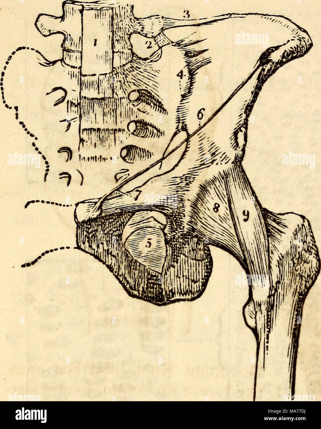 . Elementari di anatomia e fisiologia : Per college, accademie e altre scuole . Una vista anteriore dei legamenti del bacino. 1, la parte inferiore dell'An- terior legamento vertebrale. 2, il Sacro- legamento vertebrale. 3, il legamento Ilio-Lumbar. 4, la porzione anteriore del legamento Sacro-Iliac. 5, l'otturatore legamento. 6, legamento Pouparfs. 7, quella porzione dello stesso che è noto come Gimbernat del legamento. 8, il legamento capsulare dell'Hip-Joint. 9, l'ac- legamento cessory del Hip-Joint. Maiale. 86. i Foto Stock