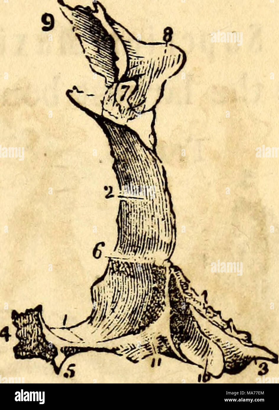 . Elementari di anatomia e fisiologia : Per college, accademie e altre scuole . Una vista anteriore del sistema operativo Onu- gui del lato sinistro. 1, il suo un- terior Angolo inferiore. 2, Orbitar piastra laterale e per il sistema operativo in pla- num. 3, fossa per la Lachry- mal Sac. 4, estremità superiore. Una sezione posteriore e metà Yiew laterale del pal- ate osso, 1, del palato della piastra sulla sua superficie nasale. 2, la piastra nasale. 3, Processo Pterygoid. 4, Sur- faccia per articolare con i suoi compagni. 5, la metà del bordo Crescentica e la spina dorsale per la Azygos Uvulae muscolo. 6, Ridge per quello inferiore dell osso spugnoso. 7, Spheno-Palatine Foramen. 8, orbita Foto Stock
