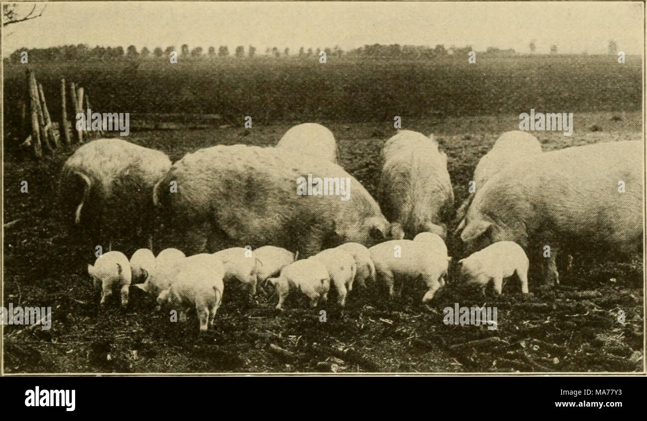 . Agricoltura elementare . Fig. 25. Chester-White le scrofe e i maiali. molto numerose nel nastro di mais. Essi crescono rapidamente e ingrassare facilmente. Berkshire le madri hanno grandi famiglie e prendersi cura di loro. (Fig. 24.) Chester-Whites. Un altro popolare razza del grasso tipo di porco è la Chester-White. Sono di medie dimensioni e in bianco e nero non essendo peli ammessi nelle razze pure e i capelli è spesso curly. Essi sono stati sviluppati in Chester County, Pennsylvania, tramite miscelazione di diverse altre razze di porci. Chester-Whites sono buoni grazers e le scrofe sono grosse cucciolate di suini. (Fig. 25.) Duroc-Jerseys. Duro Foto Stock