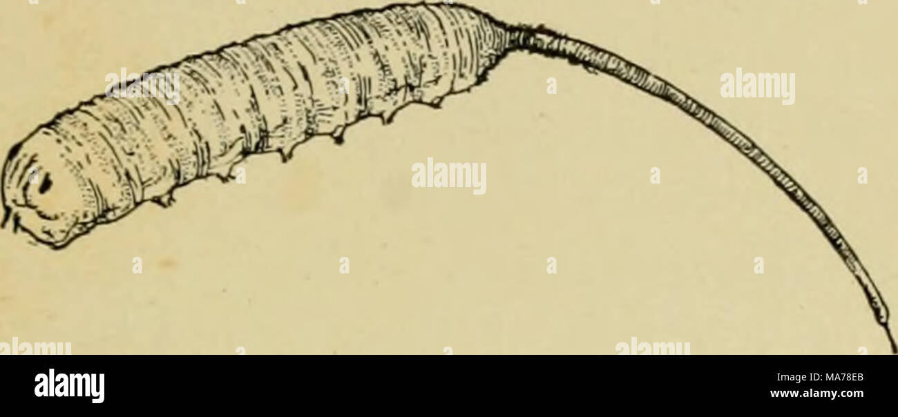 . Entomologia elementare . Fig. 369. Rat-tailed verme, larva di una syrphid fly analoga a quella di Fig. 368. (2 volte la dimensione naturale) (dopo Kellogg) tra colonie di pianta-pidocchi, intorno al quale le mosche può essere visto in bilico e i vermi divorare il aphides greedily, essendo tra loro più importante nemici naturali. Alcune delle specie più grandi sono fittamente ricoperta con il giallo e il nero di capelli, così molto somiglianti a bombi, in cui nidifica il loro larve risiedono. Un comune specie che spesso si trova su windows in autunno è noto come il fuco-fly, dalla sua stretta somiglianza con un miele-bee drone. Il suo lar- xa. Foto Stock