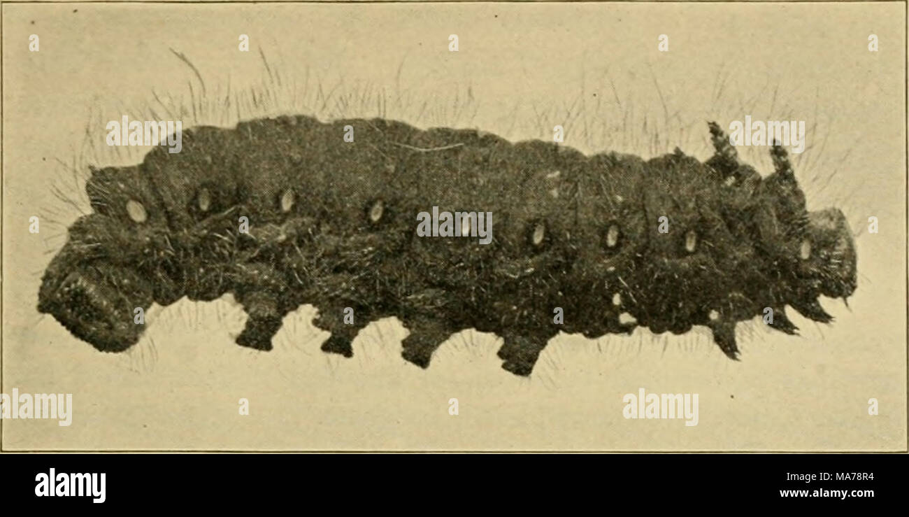 . Entomologia elementare . Fig. 345. Caterpillar della falena imperiale (Basilona imperialis). (Dimensione naturale) Sommario dei lepidotteri farfalle. Giorno volantini. Antenne clubbed. Ali tenuto verticalmente. Skippers {Hcsperina). Antenne agganciato. Vero farfalle (^Papilioitind). Coda forcuta farfalle {Papilio/iidae). Il bianco e il giallo farfalle {Pieridae), Gossamer-winged farfalle {Lycaenidae). Quattro-footed farfalle {Xynnphalidae). La tignola.s. Notte volantini. Le antenne non clubbed. Ali detenute piatta. Microlepidoptera. La famiglia (Tineidae). Foglia-minatori, vestiti falene, ecc. La famiglia (Tortricidae). Foglia-rolle Foto Stock
