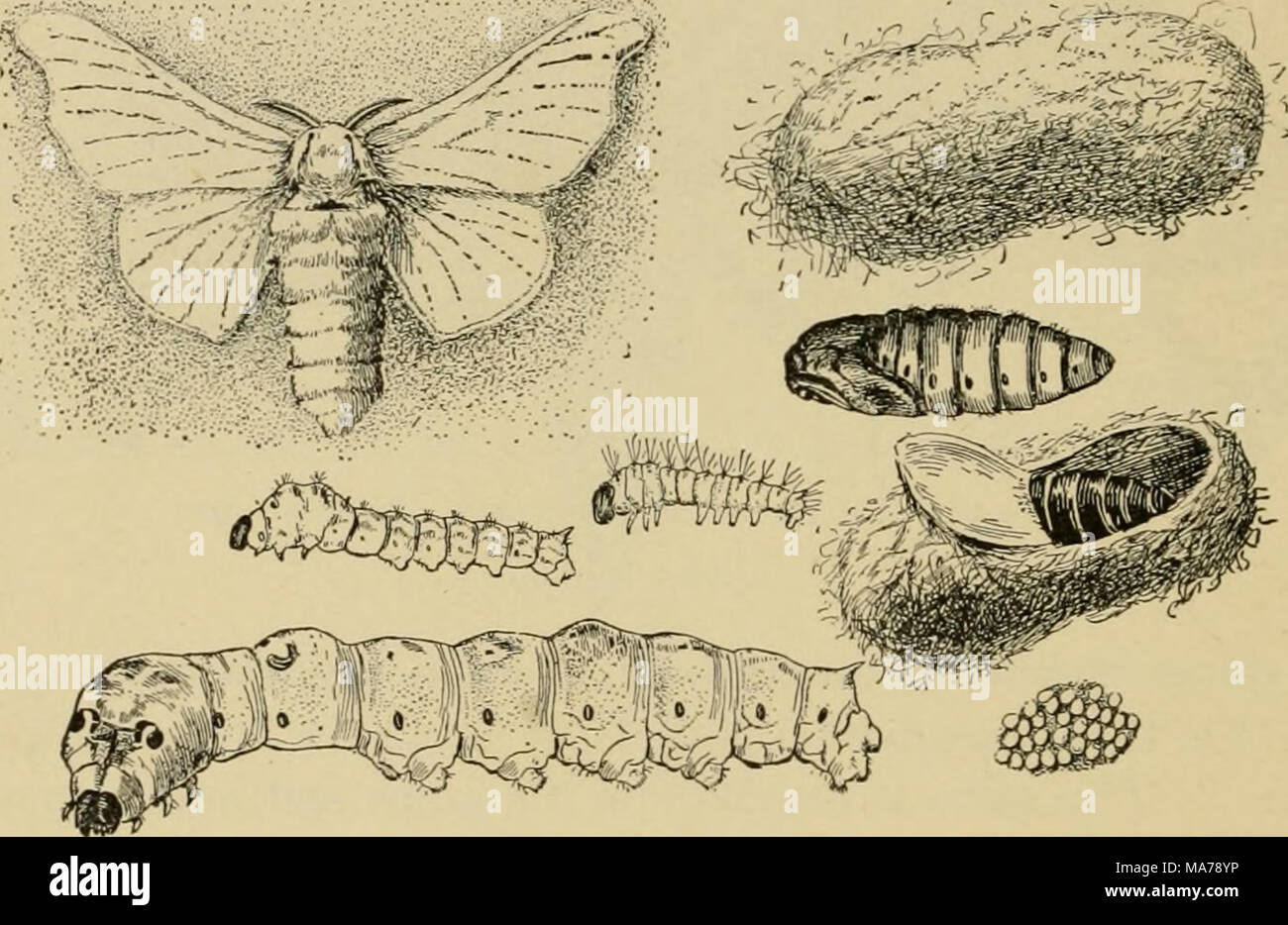 Entomologia elementare . Fig. 335. Storia di vita di seta moth [Bcnibyx  mori): adulto; i bruchi di diverse fasce di età; silken bozzoli; pupa;  uova. (Dimensione naturale) (dopo la Giordania e