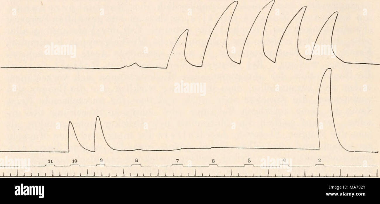 . Elektrophysiologie . Fig. 165. Coutractionscurven des vom gemeinsamen Nerven aus mit tetanisirenden Inductionsströmen zunehmender Stärke gereizten Schliessmuskels (oben) und Oeffnungs- muskels (unten) der Krebsscheere. Die über den Eeizmarken stehenden Zahlen ent- sprechen Rollenabstand dem in centimetri. dagegen zu einer Schliessung der Scheere"führt. Fick (55), welcher schon gegen Rollett's erste Versuche am Froschschenkel Bedenken geltend gemacht hatte, die sich später als unbegründet erwiesen, ver- suchte auch die Beobachtungen Richet's und Luchsinger's rein mechanisch, durch die anatomi Foto Stock