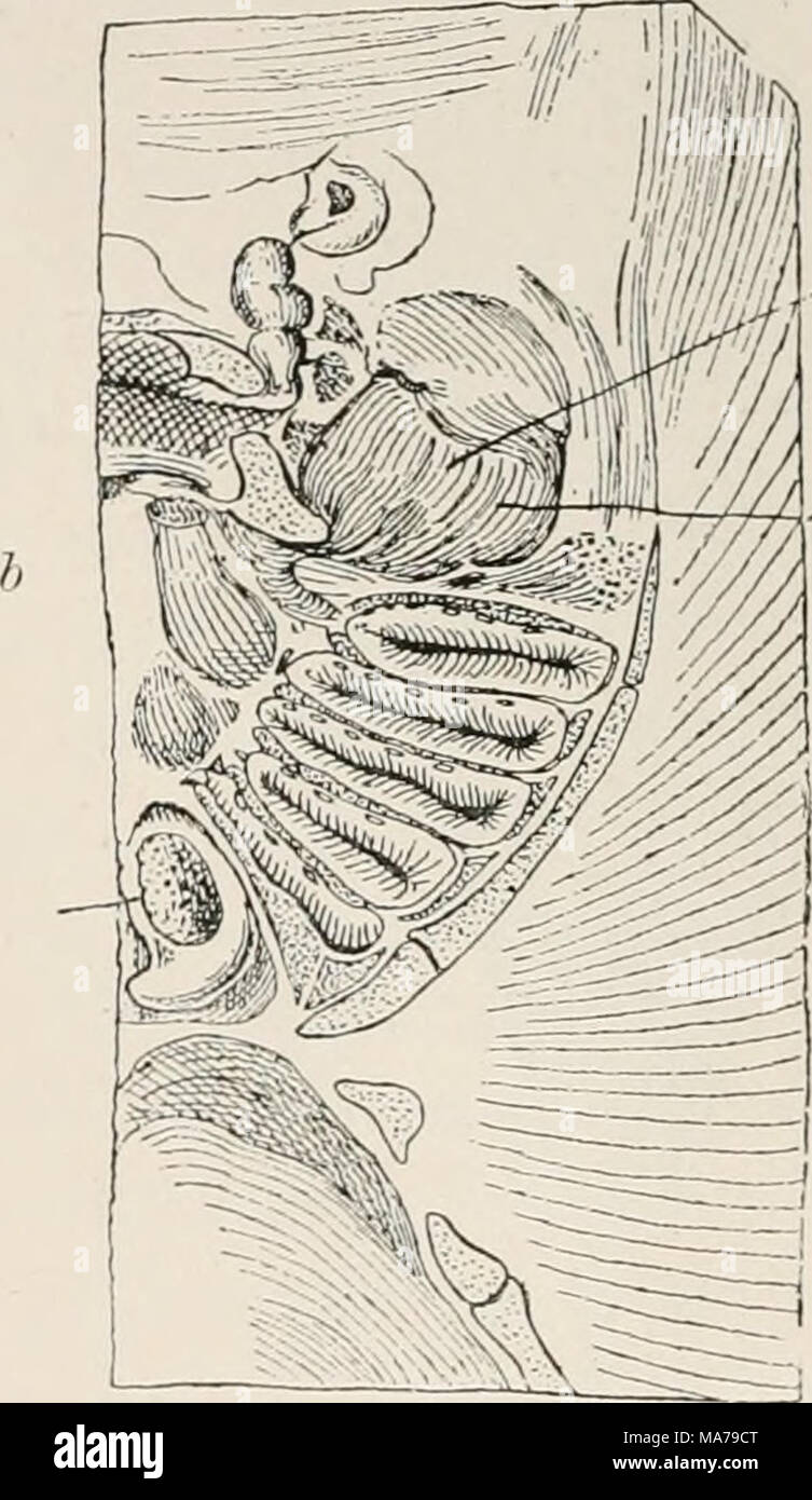 . Elettro-fisiologia . L'Abete;. 250.-omologia tra gli organi elettrici (0) del siluro e il muscolo della comune Ray (KM). (Pritsch.) troppo, in Torpedinidce, dove il potente mascella muscoli della comune ray (Fig. 256, ho [-di]), che sono a palla in un intrico, fail quasi interamente e sono ridotte a un insignificante vestigia. Questo comporta principalmente l'esterno o ventralmente- sviluppato i muscoli della camera gill, rappresenta il sistema del adductores arcnum e il cosiddetto constrictor corn- munis supcrftcialis (Fritsch), che qui corrispondono funzionalmente con i masseteri pterygoid, Foto Stock