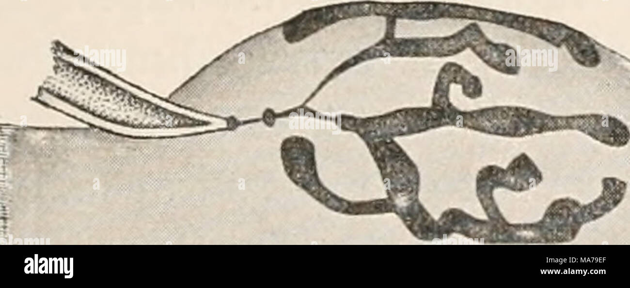 . Elettro-fisiologia . FIG. 225.-End-piastre dal muscolo-fibra del mouse. Espansione del nervo in profilo. semble le forme che ottenere negli animali inferiori. I rami che si estendono longitudinalmente nel muscolo sono ma poco ramificati, e recare un numero variabile di " dischi terminali." Di interesse anche le " forme più semplici di fine-filiali" osservato da Eetzius (cioè p. 48) nello stesso oggetto (e confermate da Biedermann), che consistono di un non ramificato non-medullated forcella laterale di un Foto Stock