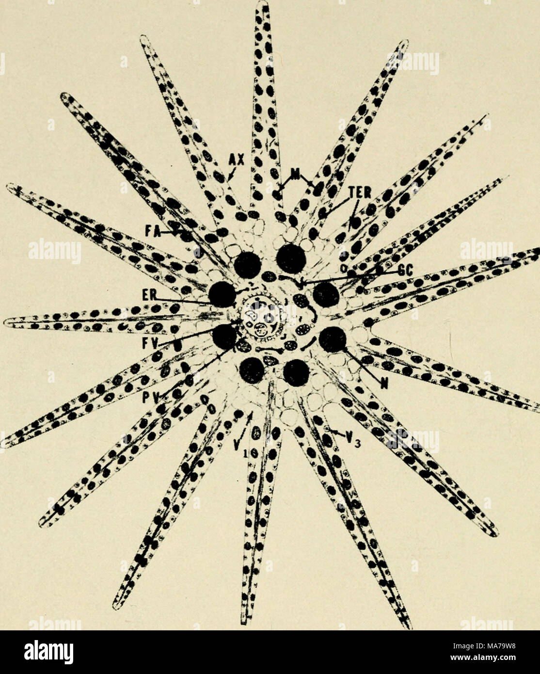 . Elettron-struttura microscopica di protozoi . Text-figura 4. Disegno schematico di Actinosphaerium nudeofihtni. AX, axopodium; ER, reticolo endoplasmatico granulare; FA, filamenti di stelo assiale; FV, cibo vacuolo, GC, nel complesso del Golgi; M, mitocondri; N, nucleo; PV, pinocitosi vescicole cibo circostante vacuolo; TER, canalicoli liscia del reticolo endoplasmatico; V1S non-vacuoli contrattili di ectoplasm (non mostrato sul axopodia); V3, vescicole contenenti granuli densi. Da Anderson e travi, 1960. Foto Stock