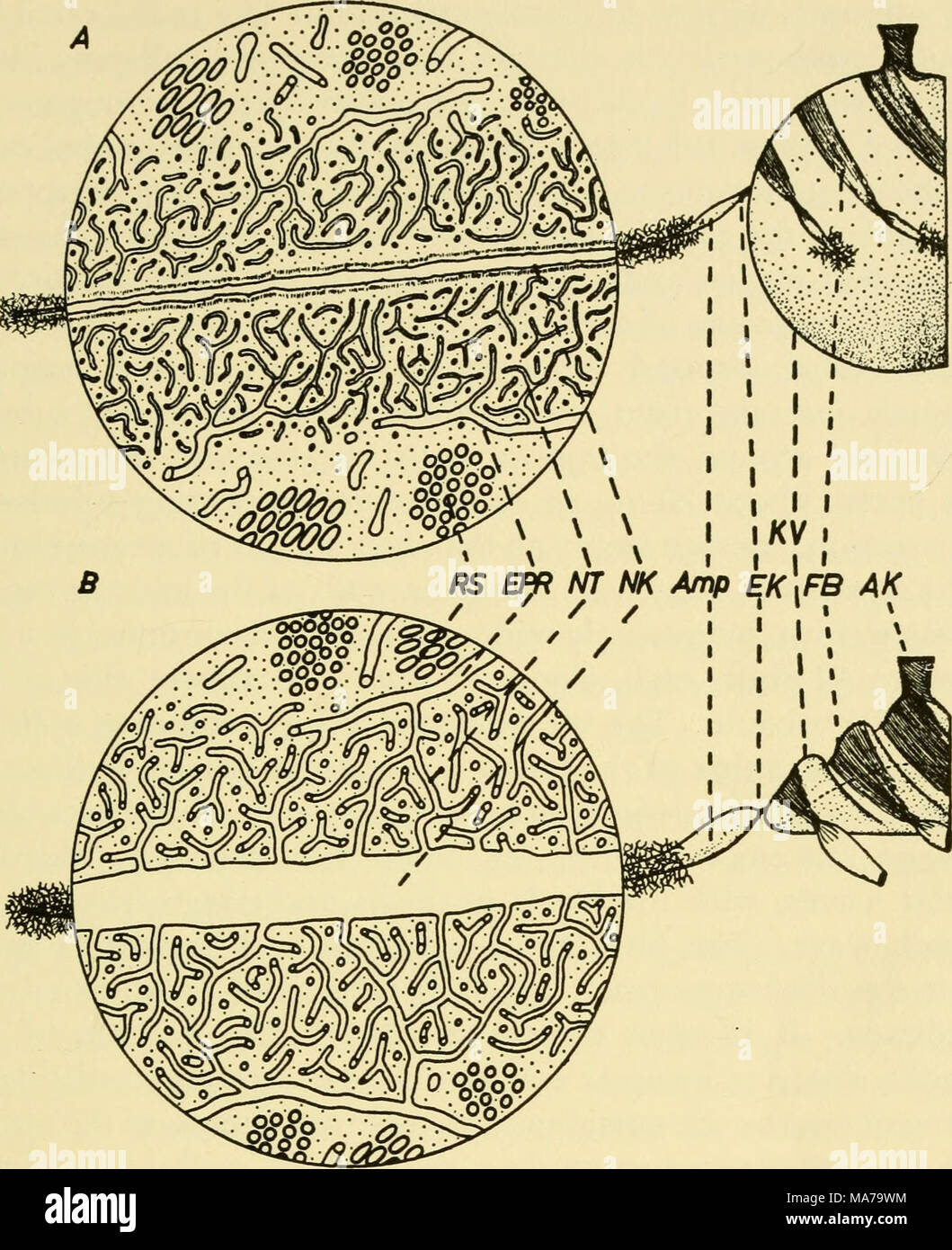 . Elettron-struttura microscopica di protozoi . Text-figura 2. Disegni schematici di il vacuolo contrattile apparecchiatura in paramecio mostrando vacuolo principale a destra e un canale radiale, con circolare allargata inset, a sinistra. Disegno in alto mostra il canale radiale nella sistole, vacuolo principale in diastole; abbassare il disegno mostra il canale radiale in diastole e principali vacuolo nella sistole. RS, cluster di tubuli membranosa; EPR, reticolo endoplasmatico, mostrando la continuità di questo sistema con NT, tubuli nephridial formando una spugna attorno a NK, nephridial canal; Amp, ampolla di canale radiale; EK, iniettore canal; KV, principale c Foto Stock