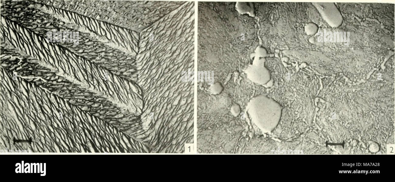 . Microscopia elettronica; il procedimento della Conferenza di Stoccolma, Settembre, 1956 . Abb. 1. Messing, Stark geiitzt. Vergr. 6000 ABB. 2. Schncllstahl, schwach geatzt. Vergr. 6000 x . Spannung durchgefiihrten Atzen wird die Substanz abhiingig von Orientierung und chemischer Zusam- mensetzung abgebaut, così daf3 das Gefiige sichtbar wird. Weiterhin bilden sich aus Verbindungen zwischen Grundsubstanz und Elektrolyten dijnne Schichten. die sich orientiert aniagern. Bei Fortset- zung der Elektrolyse wachsen die Schichtabschnitte zusammen und konnen je nach Charakteristik des betrefFenden Metalls bei ein Foto Stock