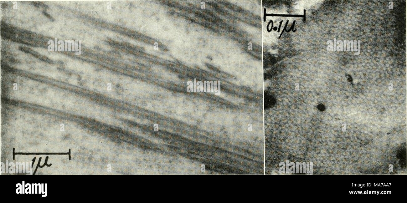 . Microscopia elettronica; il procedimento della Conferenza di Stoccolma, Settembre, 1956 . Fig. 3. Electron microfotografia che mostra le fibrille di cheratina che figurano in una cella di corticale nel bulbo superiore regione (sezione longitudinale). Ingrandimento 20.000. Fig. 4. Una sezione trasversale ad alto ingrandimento di una fibrilla che mostra il componente i filamenti di cheratina (luce) su un terreno scuro-L-cistina ricca matrice. Ingrandimento 150.000. senza alcuna prova di un non-precursore fibroso. I filamenti possono essere rilevati al microscopio di elettroni nel bulbo cellule ad un livello al di sotto del quale il bire- fringence è sufficientemente forte da essere demonstr Foto Stock