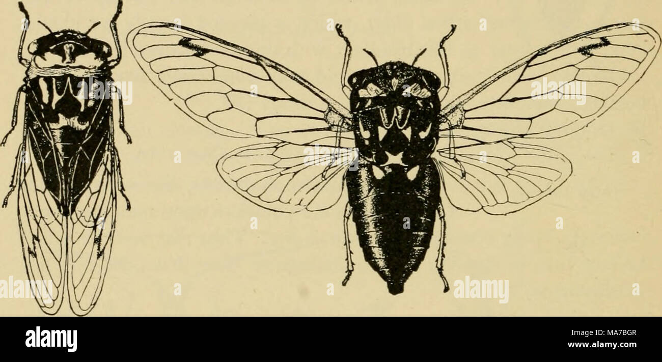 . Entomologia elementare . Fig. 166. Dog-giorno harvest-fly {Cicala iibicen), femmina (dopo il trabaccolo) la famiglia è il periodico cicala, spesso chiamato impropriamente i diciassette anni di locusta, dalla sua abitudine di apparire in un immenso numero ogni diciassette anni. Naturalmente è del tutto estraneo al vero locuste o cavallette. Gli adulti depongono le loro uova in ramoscelli di alberi, spesso ferendo seriamente di giovani alberi da frutto, come ramoscelli o steli muoiono oltre il punto di foratura di uovo. Le ninfe cada a terra dopo la schiusa e scavando in terra, feed su radici di alberi per sedici Foto Stock