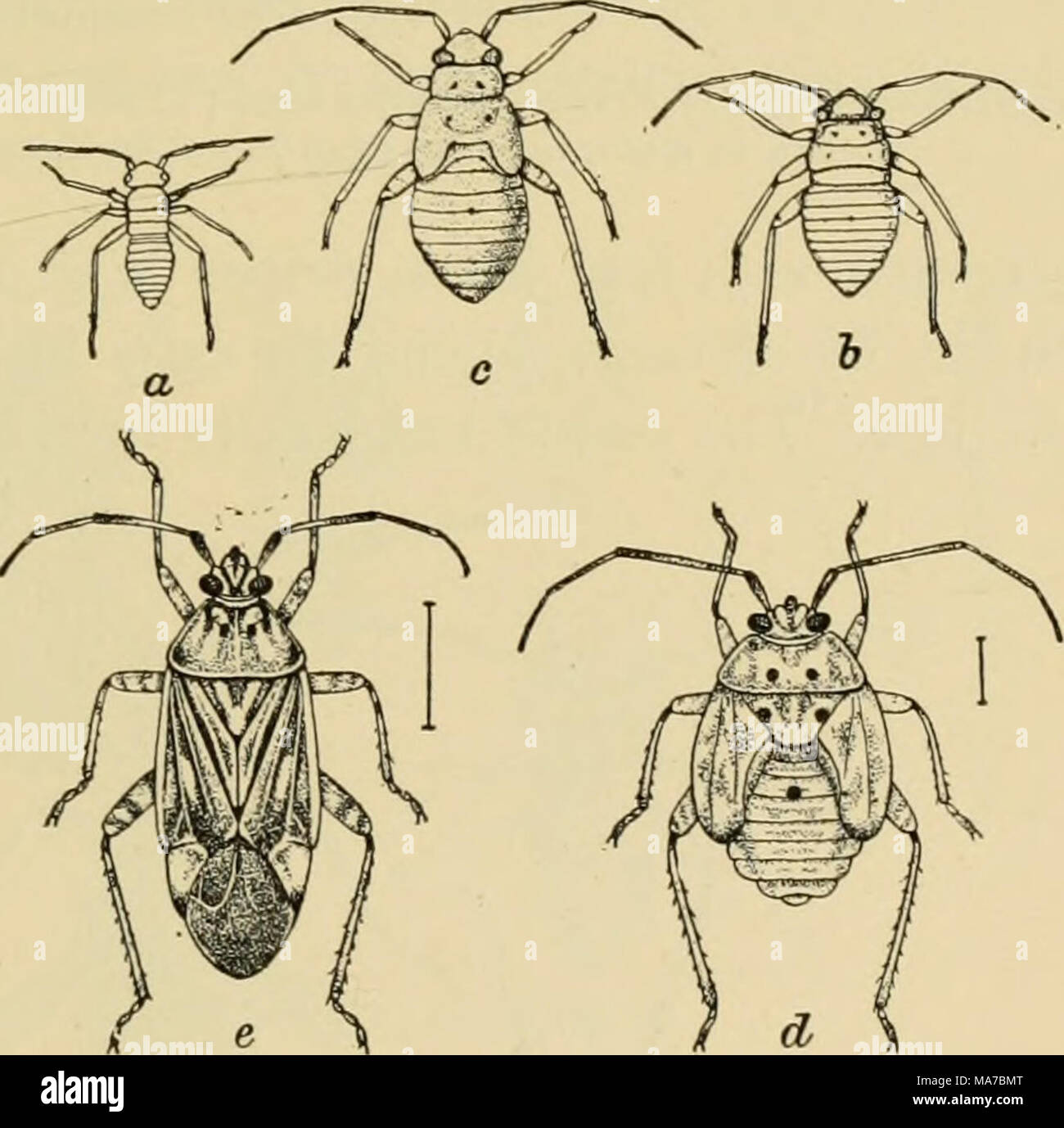 . Entomologia elementare . Fig. 157. Opacizzato pianta-bug. (Circa quattro volte la dimensione naturale) (7, bj c, d quattro stadi di ninfe; e, adulti bug. (Dopo Forbes e Chittenden) Foto Stock