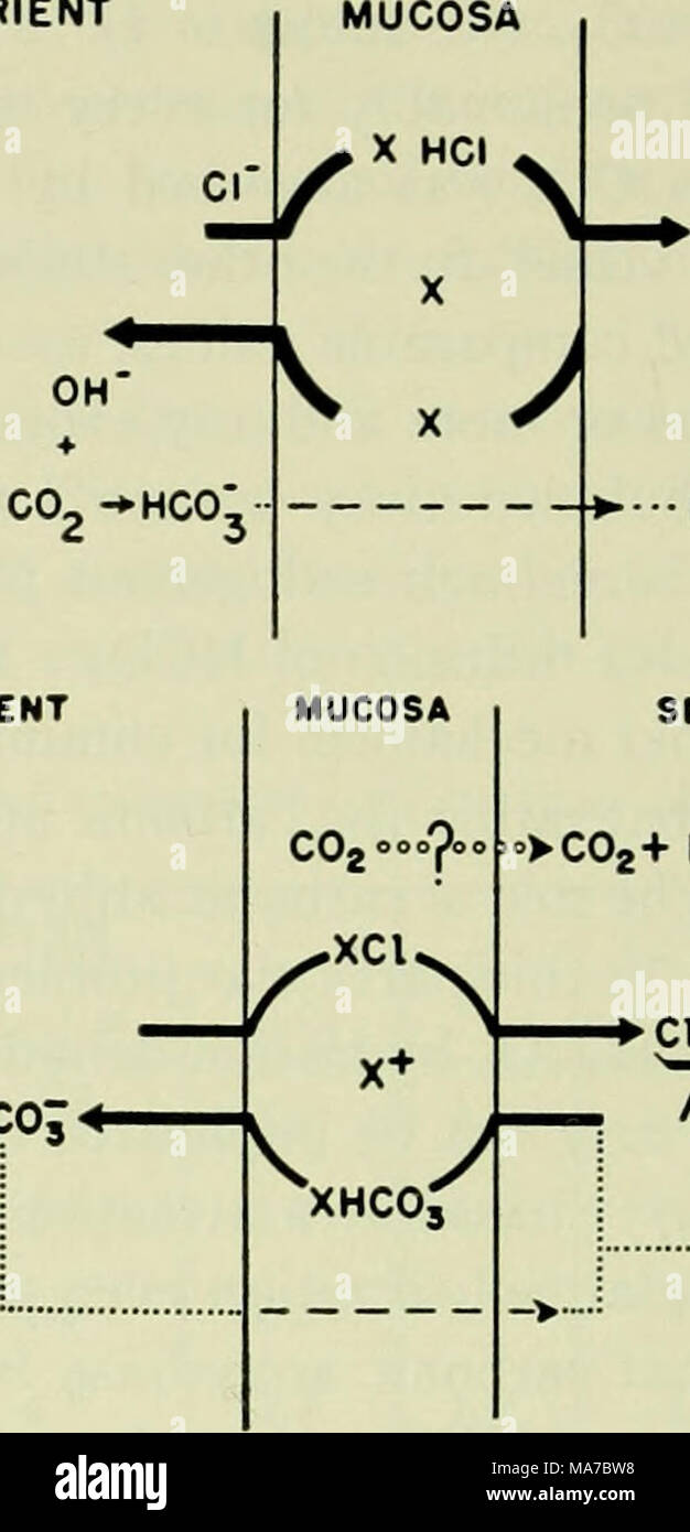 . Elettroliti in sistemi biologici, incorporando i documenti presentati in occasione di un simposio presso il laboratorio biologico marino nel foro di legni, Massachusetts, il 8 settembre 1954 . Secretorio di ?H CI" H -?CO, HCO; >C02+ HjO^^HjCO, io ci" H+ + HCOj HCI Fig. 2. Tre modelli di abbinato lo scambio ionico attraverso la mucosa gastrica che avrebbe gen- erate un potenziale di diffusione. Costretto movimento ionico mediata da un ipotetico gestore X è indicata da linee spesse e net diffusione passiva lungo un gradiente di concentrazione è indicato da una linea tratteggiata, una: anione Redox pompa. Ferro due molecole carrier sono indi Foto Stock
