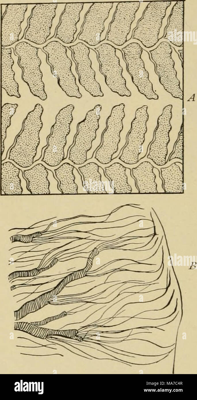 . Entomologia elementare . Fig. 130. Una parte di due righe di pieghe respiratorio cuticular dal rivestimento del retto di dragon-fly ninfa {^Esr/t/ni). Le parti in ombra sono abbondantemente fornito con tubi tracheali, come mostrato al punto B, una piccola parte di un foglietto fortemente ingrandita, che mostra molte belle tra- cheal rami (ridisegnata da Miall) la punta dell'addome, ma il dragon-fly ninfe hanno un peculiare modo di prelievo di acqua nel retto, le cui pareti sono molto sottili e costeggiata da numerosi tra- chea, in modo che l'aria nella trachea viene purificato attraverso la parete del retto come se si trattasse di una branchia tracheale. Il wa Foto Stock