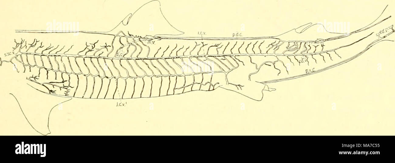 Il elasmobranch pesci . Fig. 198. Sistema cutaneo di vene, Squalus sucTclU.  (Helen Hopkins, orig.) cd.v., vena caudale; ?.c.f. e l.c.v} superiore e  inferiore laterale vene cutanee; 'm.v., vena mediana; P.c,