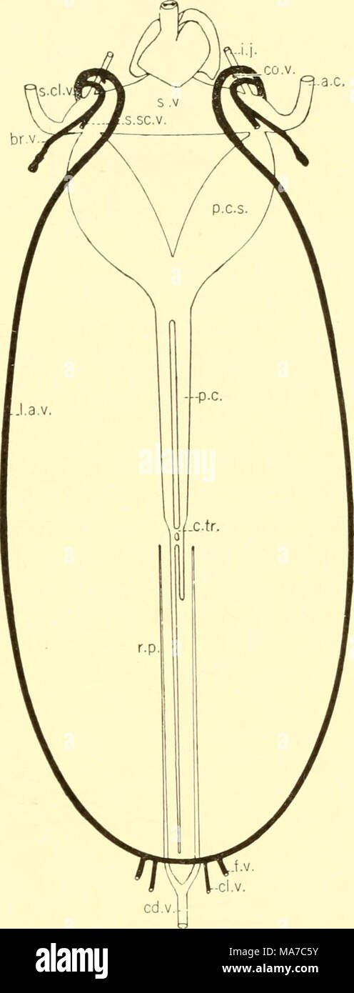 . Il elasmobranch pesci . Fig. 185. Vista generale di vene in Hep- taiiclms maculatus. (C. G. Potter, orig.) a.c, anteriore cardinale; Tyr.v., vena brachiale; dr., cross-trunk; cd.v., vena caudale; cl.v., vena eloacal; co.v., vena coracoid; f.v., vena femorale; io.j., inferiore la vena giugulare; l.a.v., laterale vena addominale; P.c, vena postcardinal; p.c.s., postcardinal sinus; r.p., portale renale; s.cl.v., vena succlavia; s.sc.v., subscap- vena ular; s.v., del sinus venoso. Foto Stock
