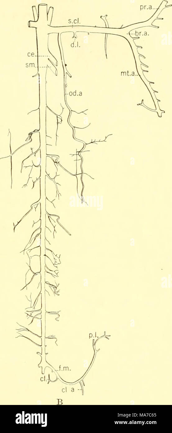 . Il elasmobranch pesci . Fig. 177. Aorta dorsale e il suo segmentals. A. ScyUnim. (Prom Carazzi.) B. Dasyatis. (Blanche Lillibridge, orig.) hr.a., arteria braeliial; ce., eoeliae asse; cL, ramo cloacali; da., ramo di clasper; d.a., aorta dorsale; d.l., dorsolateral arteria; f.a., arteria iliaca; mt.a., metapterygial arteria; o.d., ovidotto; od.a., oviducal arteria; p.i.a., posteriore arteria intestinale; p.l., posteriore laterale arteria; pr.a., propterygial arteria; r., retto; s.cL, arteria succlavia; s.m., superior mesen- teric; t*.v., vescicola urinaria. La sezione anteriore gastro-pancreaticosplenic (a.gps). Foto Stock