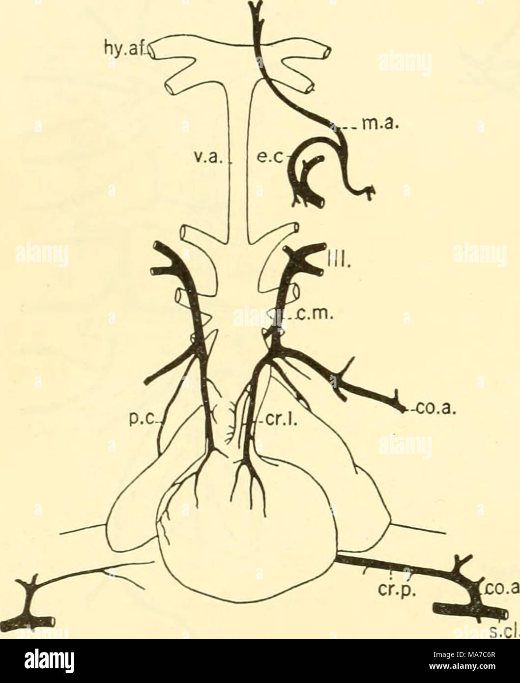 . Il elasmobranch pesci . Fig. 167. Hypobranchial arterie, Dasyatis dip- tenira. (Blanche Lillibridge, orig.) (per expla- nazione vedere fig. 166.) Foto Stock