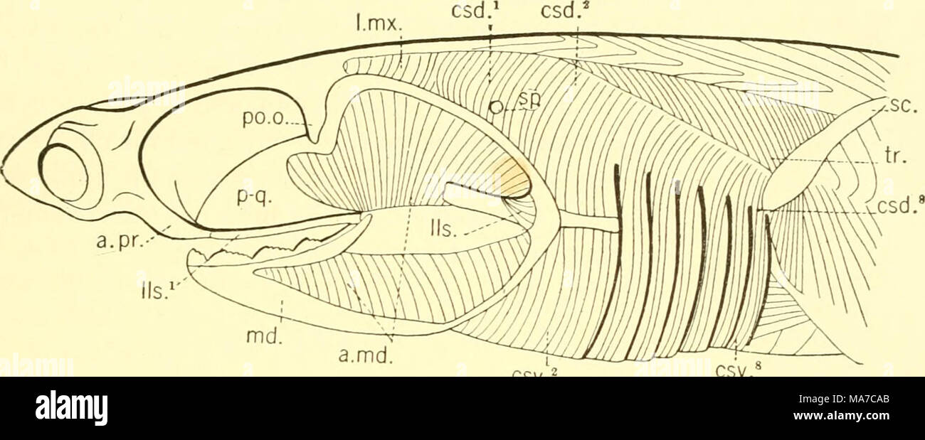 . Il elasmobranch pesci . Il CSV. Il CSV. Fig. 92. Vista laterale del constrictor muscoli, Heptanchus mactdatu.s. (Da Davidson.).arr., adduttore mandibulae; un.pr., antorbital processo; csd.^-^, primo ottavo a pinna dorsale con- strictors; csv.^^, seconda alla ottava ventrale di costrizioni; noi., mediale levator labialis; lls.^, laterale levator labialis; l.mx., levator maxillae; md., mandibola; po.o., postorbital processo; p-q., palatoquadrate (pterygoquadrate) ; sc, cartilagine scapolare; sp., spiracular schisi; tr., trapezius muscolo. Il terzo di ottava {csd.^) costrizioni dorsale sono più sottili e hanno Foto Stock