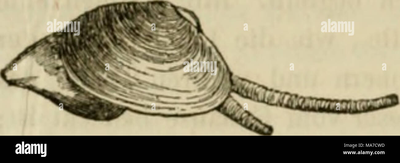 . Einleitung in die Konchyliologie; oder grundzüge der naturgeschichte der Weichthiere . T Olli IUI mit vorgestreckten Knss nml Röhren. Fig. 47 c. Foto Stock