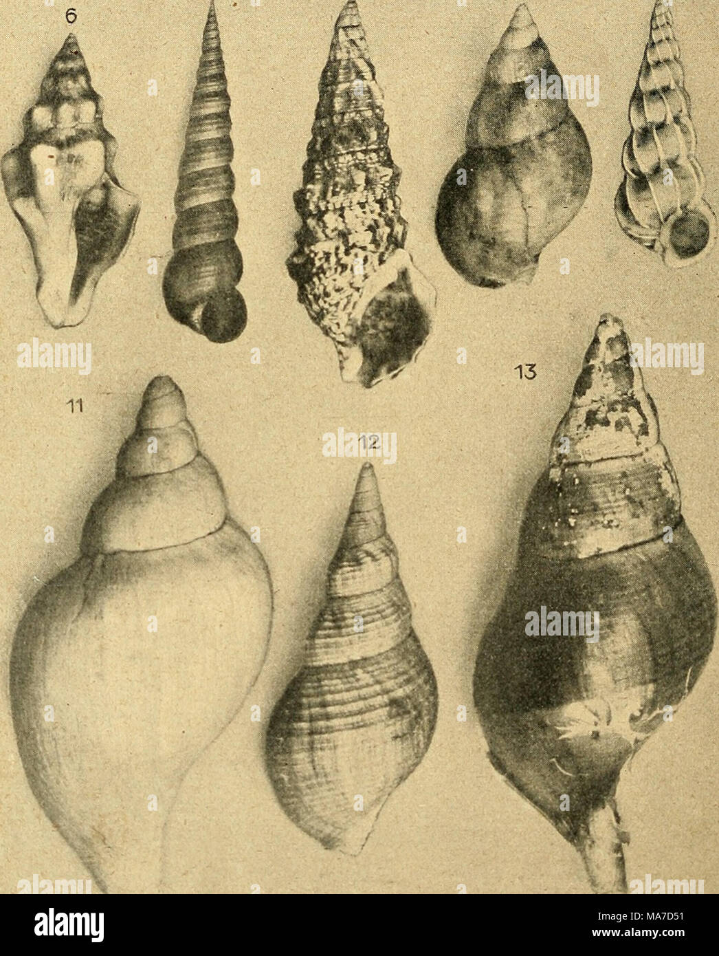 . Einführung in die europäische Meeresmolluskenfauna an der mano Hauptrepräsentanten ihrer . 1, 2 Litorina litorea, 3 Nassa reticulata, 4, 5 la porpora lapilli, 6 Fasciolaria tarenlina, 7 Turritella communis, 8 Cerithium vulgatum, 9 Buccinum finmarkianum, 10 Scalaria communis, 11 Neptunea norvegica, 12 Buccinum undatum, var. acuminatum, 13 Neptunea islandica. Foto Stock