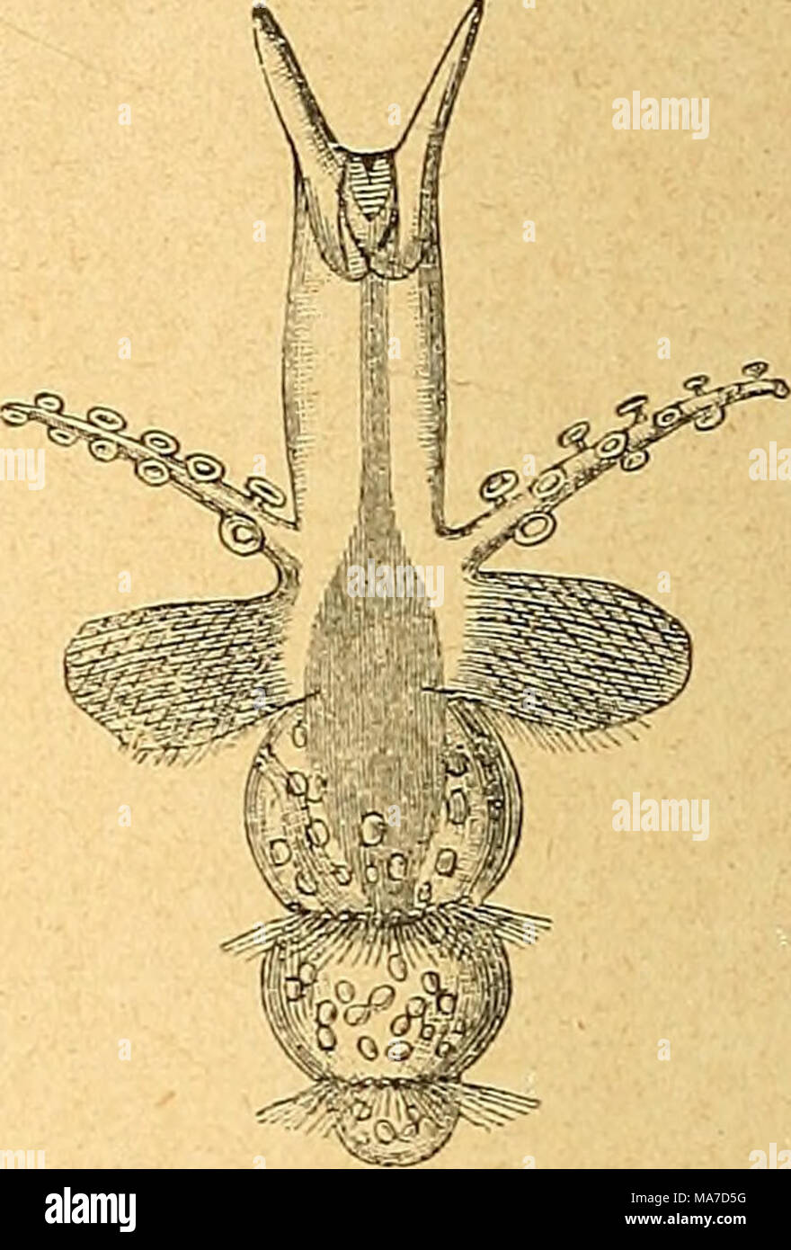 . Einführung in die europäische Meeresmolluskenfauna an der mano Hauptrepräsentanten ihrer . Text-Fig. 98. Pneumodermonlarve (nach Gegenbaur Text-Fig). 97. Sepiola Rondeletii von der Riickenseite, nat. Größe (nach Brehmi vorkommt und von zwei Arten weiteren, Seppia biseriälis Montfort und Sepia elegans Blainville wird das zarte Fleisch als deli- katesse besonders geschätzt. Wie die Kopffüßer, così stellen auch die Flossenfüßer oder Pteropoden an den atlantischen Küsten und im Mittelmeer ein viel reichlicheres Kontingent, als in der Nordsee. Da haben wir unter den unbeschalten (gymnosomen) Formen Foto Stock