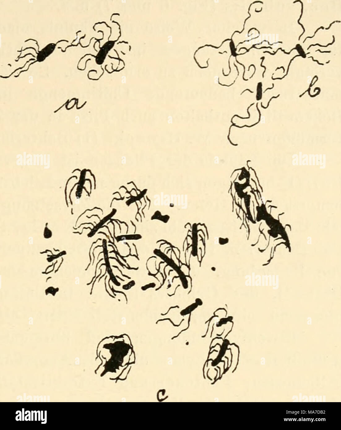 . Einfhrung in die Agrikulturmykolgie . Fig. 6. o Bacillus subtilis; 6 Bacillus mesen|tericus vulgatus (Bacillus vulgatus): e Proteus vulgaris (Bacillus vulgaris). Vergr. 1000. Nach W. Migula. Q00ü<2£o^ ^ oOOC? Und gleiches gilt natür- lich auch für die Eiweißsynthese, aber auch die Elemente Schwefel und fosforo, die das Eiweißmole- kül zusammensetzen, sind dabei wesentlich beteiligt. Im Boden findet sowohl eine Fäulnis und Ver- wesung tierischer Körper und Stoffe, als auch solche von Pflanzenstoffen statt. Schon Pasteur(l) wies auf die Bedeutung anaerober Bakterien für die Fäulnis hin. Za Foto Stock