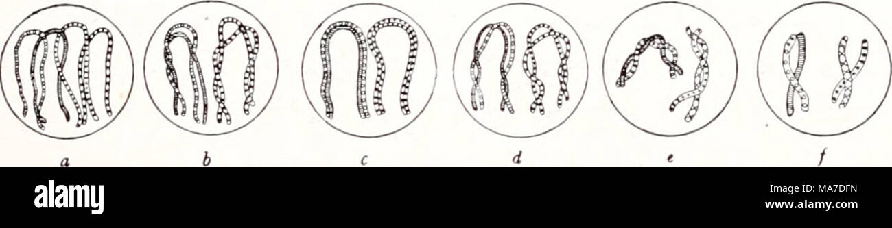 . Einführung in die Vererbungswissenschaft; in zweiundzwanzig Vorlesungen für Studierende, Aerzte, Züchter . Fig. 116. Schema der Bildung der Doppelchromosomen während der Synapsis. una filiera 4 Cromo- somenformen, /' die Konjugation parallele, muoiono in c vollendet ist, "a-f Verkürzung zu den 2 Doppelchromosomen (Tetraden). Nach Gregoire. Fig. 116, wiedergibt. Es sind 4 verschiedene Chromosomenschleifen angenommen, die durch verschiedene Schraffierung unterschieden sind. Diese legen sich, wie b zeigt, paarweise aneinander parallelo, konjugieren, così daß dann die im vorhandenen Bukettstadium - Fig. 115 Foto Stock