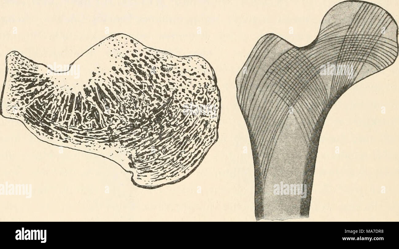 . Einführung in die experimentelle Entwickelungsgeschichte (Entwickelungsmechanik) . Fig. 112. Schliff durch den Calcagno, um die Anordnung der Kiiochenbälkchen zit zeigen. Fig. 113. Schema der Anordnung der Knochenbälkchen Oberschenkelende im nach Druck- und Zuglinien (nach H. Mayer). Diese durch Herrn, von Mayer am normalen Knochen studierten Verhältnisse finden ihre lehrreiche Ergänzung durch das Natur- esperimento in pathologischen Fällen, deren Erforschung besonders Julius Wolf f zu danken ist Hier bilden sich neue Strukturen aus, die nicht den morphologischen Verhältnissen des Knochens, Foto Stock