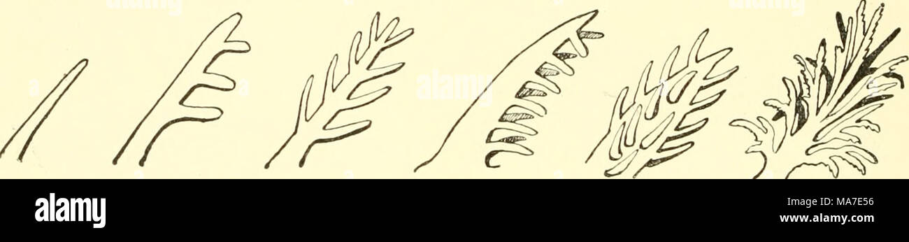. Einführung in die vergleichende Anatomie der Wirbeltiere, für Studierende . P r"^ Fig. 250. Ent wickeln Dg (phylogenetisch und z. T. ontogenetisch) der Aiuphibieu- kieme. Zum größten Teil nach P. Clemens. Un primitivo, stabförmige, unverzweigte Ausgangsform, ontogenetisch noch liei allen Kiemen angedeutet und bei gewissen Anuren persistierend (z. B. bei D acty 1 e t r a). B-E Verzweigte Kiemen. B Äste, nur auf einer Seite ansitzend (Geweihform der Anu r en - Ki em e). V. Aste auf beiden Seiten ansitzend (Fiederform der Derotremen- und ursprünglichen g j'nino phio neu kie m e. Outogenet Foto Stock