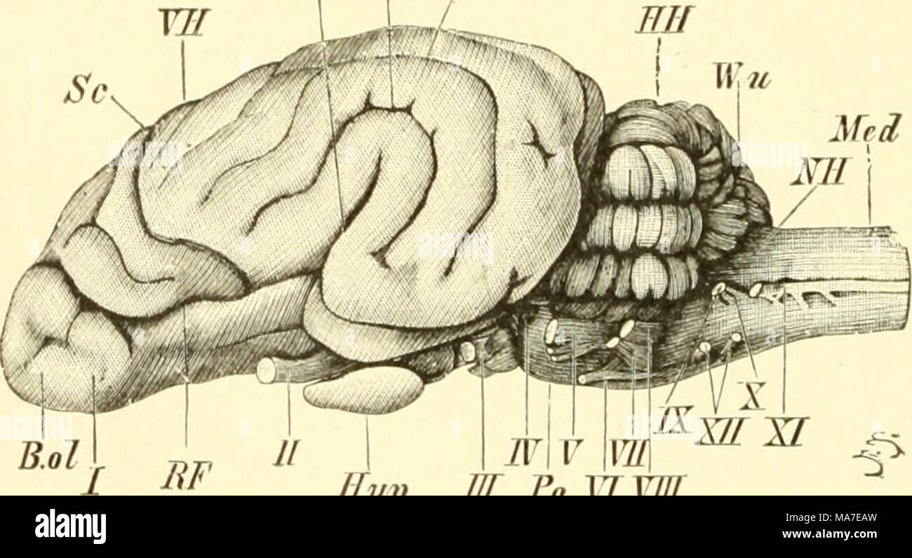 . Einführung in die vergleichende Anatomie der Wirbeltiere, für Studierende . Uyp T K M Fo UVM Fig. 159. Gehirn eines II ü h u er hu u des. Una dorsale, B ventrale, C Profilansicht. BO, BO^ Bogenfurchen, B.ol Bulbus olfactorius, aus welchem die Filamenta olfactoria (Riechnerv) entspringen, Cr.ce cerebri Crura, li.p Fissura longitudinalis pallii (Mantel- spalte), FS Fissura Sylvii, HH, HH^ Seitenteile (Hemisphären) des Hinterhirns, Hypophyse Hyp, /-XIII erster bis zwölfter Ilirnnerv, LH Lobus ippocampi, Med Medulhi spinalis, ^H Nachhirn, Po Brückengegend, 7io/^ Rhinalfurche, Sc solco cruciatus, Foto Stock