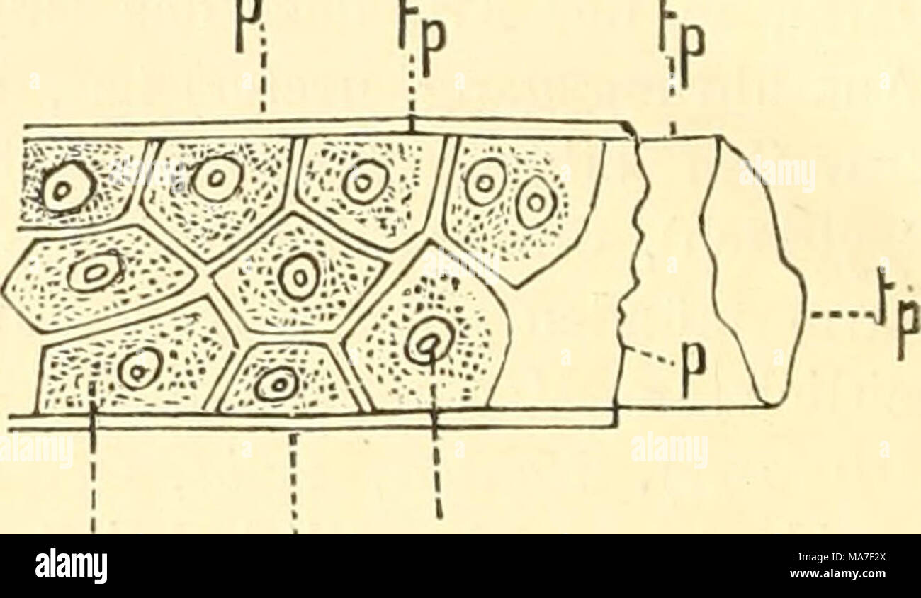 . Einführung in die Kenntnis der Insekten . Fig. 310. P K Fig. 311. Fig. 310. Querschnitt durch ein Hamgefäss. Schematisch nach Schindler. Z, Hamdrüsenzellen; K, Kern derselben mit dem Kernkörperchen; p, Peritonealhülle; k, Kern derselben; tp, Basalmembran (tonaca propria); io, innere Chitinhaut (intima); cn, Kanal des Harngefässes; et, Harnkonkremente. Fig. 311. Ein Stück eines Harngefässes der Küchenschabe, Periplaneta orientalis. Nach Schindler, tp, die tonaca propria isoliert; p, die Peritonealhülle (Bindegewebehtille); Z, Harn- drüsenzellen; K, Kern derselben. ausserdem treten an die Gefäs Foto Stock