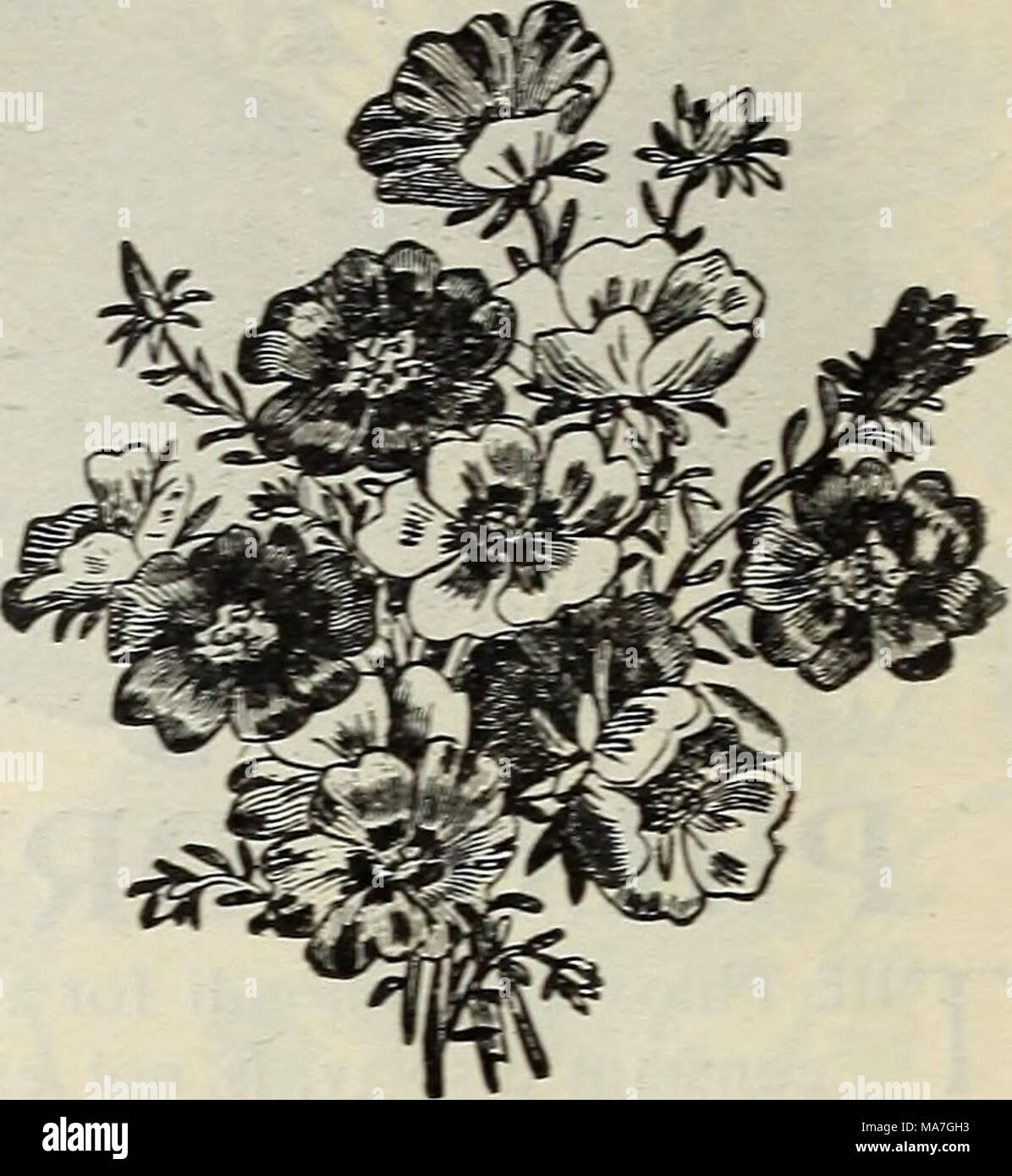 . E. H. Hunt : seedsman . Unico PORTULACA. PRIMULA profusa piante in fiore prezioso per la casa o decorazione del conservatorio in inverno e in primavera. Le sementi devono essere seminate in febbraio o marzo. PRIMULA singola.   Di colore bianco rosso Crimson.. Misti- DOUBLE PRIMULA. Bianco Rosso miscelati Foto Stock