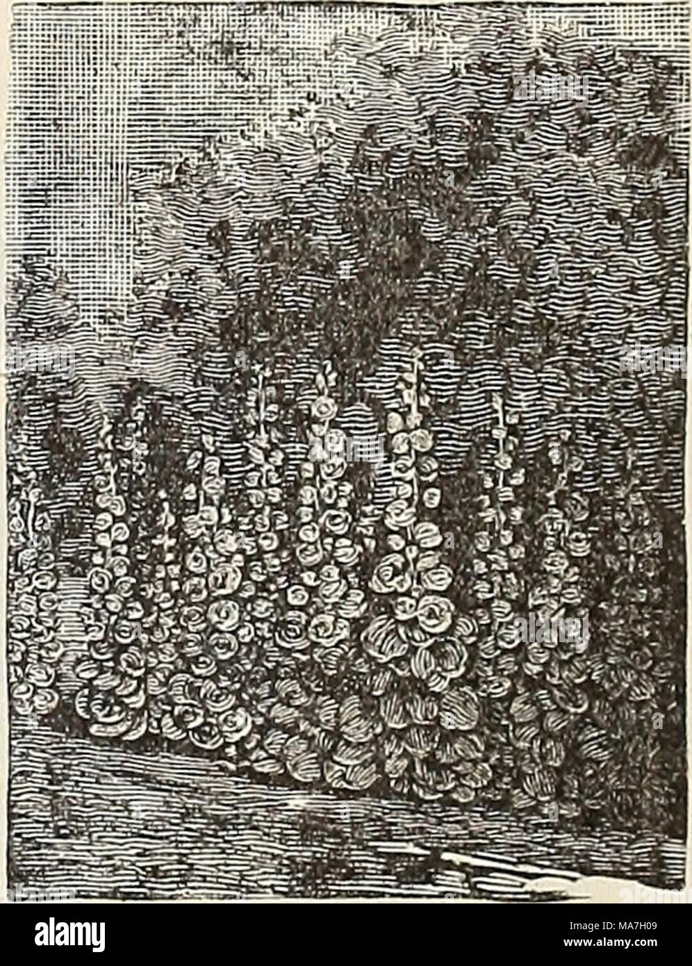 . E. H. Hunt : seedsman . - Alba. Fra- sovvenzione; bianco puro 5 - Scarlatina. Flow-ers sostenuti in umbels ic - Rubro Coeruleo. Ampio e bellissimo skj' fiori blu 10 - - Alba.Bianco 10 IMPIANTO DI GHIACCIO. Un singolare cercando pianta con spesse, foglie carnose che ha e l'apparenza di essere coperta di cristalli di ghiaccio. Iniziare presto in vasi e trapianto in luce suolo sabbioso in una situazione di caldo.T. A. M. Crystallinum HOLLYHOCKS 5. HUMULUS JAPONICUS, o hop giapponese. Un meraviglioso scalatore annuale dal Giappone, crescendo con grande rapidità, e molto densa foli- età. Il colore è un verde vivace. È senza dubbio uno dei th Foto Stock