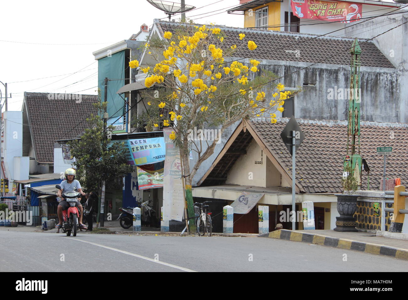 i fiori gialli del tabebuya che fioriscono ed hanno il nickname come fiori tropicali del ciliegio perché sono simili ai fiori del ciliegio Foto Stock