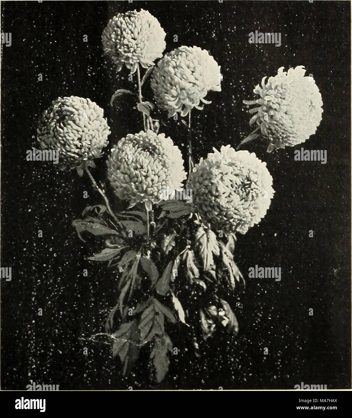 . Ad esempio Hill &AMP; Co., commercio all'ingrosso fioristi : la primavera del 1896 . MRS. W. C. EGAN. Vedere a pagina 6). Petali incurving e rotolamento verso il centro. Pieno di fiori e doppio ; la forma incurvata in modo molto ammirato. Y. S. Devis. Uno dei piú grandi dell'anno ; giallo cromo ; fiori immenso ; petali insolitamente ampio, a coppa e incurvata. Giallo superiore. Profondo giallo puro ; petali pieno e doppio ; extra buona nasce un grand incurving forma. SET giapponese. 15 centesimi racli : S i . •"&Gt; i&GT;rr doz&LT;*it. Male' (ilobe. Enorme globo-a forma di fiore; pallido giallo cromo di ombreggiatura a buff ; un giallo sport da G Foto Stock