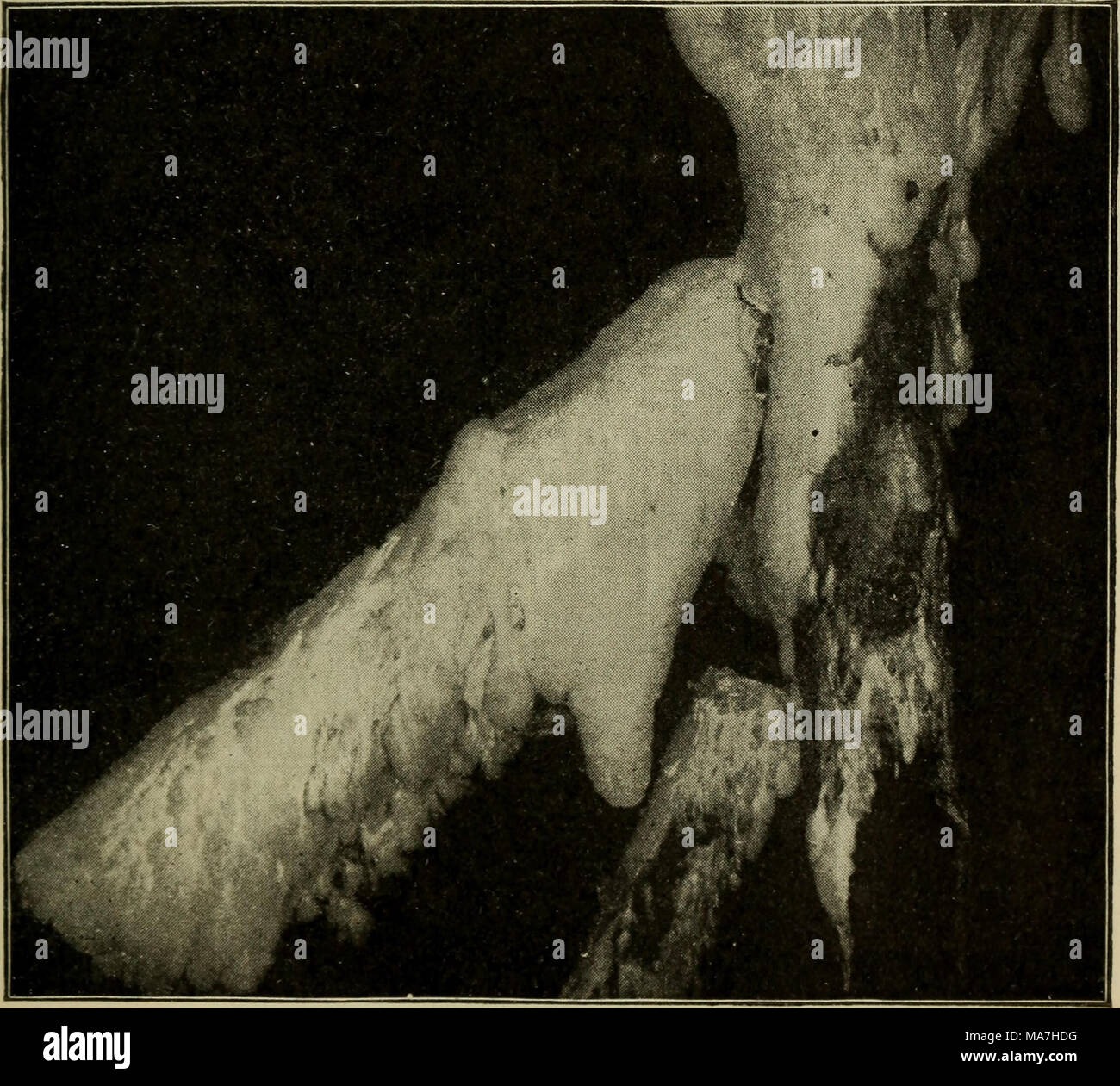 . Botanica elementare . Fig. 429. Micelio sterile su puntelli di legno nella miniera di carbone, 400 piedi sotto la superficie, l'autore.) (fotografata da Foto Stock