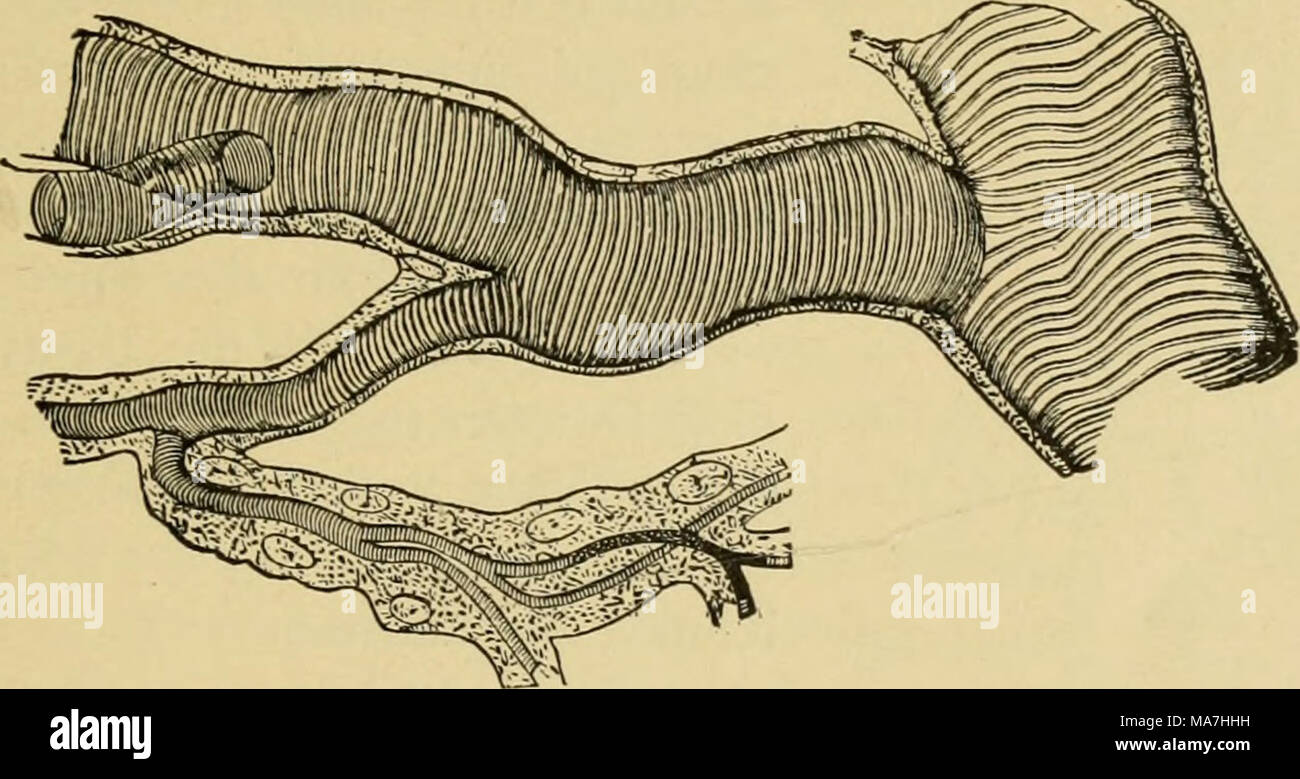 . Entomologia elementare . F^iG. 38. Porzione di trachea di un caterpillar, con i suoi rami (dopo la cellula di Leydig, da Gegenbauer) in tutto il corpo, bagni tutti gli organi. La pulsazione del cuore e il flusso del sangue può essere osservato in molti sottile- spellate le larve e ninfe. Il sangue è costituito da un fluido acquoso, - il plasma o siero, - e i globuli bianchi o leucociti. Sono generalmente incolori, è spesso giallastro o verdastro. Il sangue non ha quasi nulla a che fare con l'aerazione dei tessuti, che essendo effettuata mediante il sistema respiratorio, come descritto di seguito, la sua principale funzione è quella di n Foto Stock