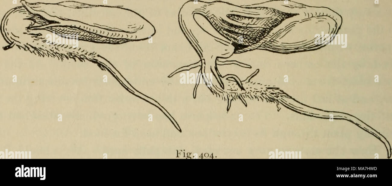 . Botanica elementare . Fig. 404. La germinazione di semi di zucca, mostrando come il tallone o " peg " le catture sul cappotto di seme per il cast off. pieghe di panno umido e la carta in modo che possano essere facilmente osservati in tutti gli stadi, senza scavare loro fino dal suolo. 587. La radice spinge il suo modo tra la stout cappotti di seme a piccoli fine e poi gira verso il basso a meno che non sia impedito di farlo da una superficie dura. Dopo la radice è di 2 cm di lunghezza e due lalves dei cappotti di seme hanno cominciato a essere staccati oltre, se guardiamo a questa frattura in corrispondenza della giunzione della radice e lo stelo verrà s e e Foto Stock