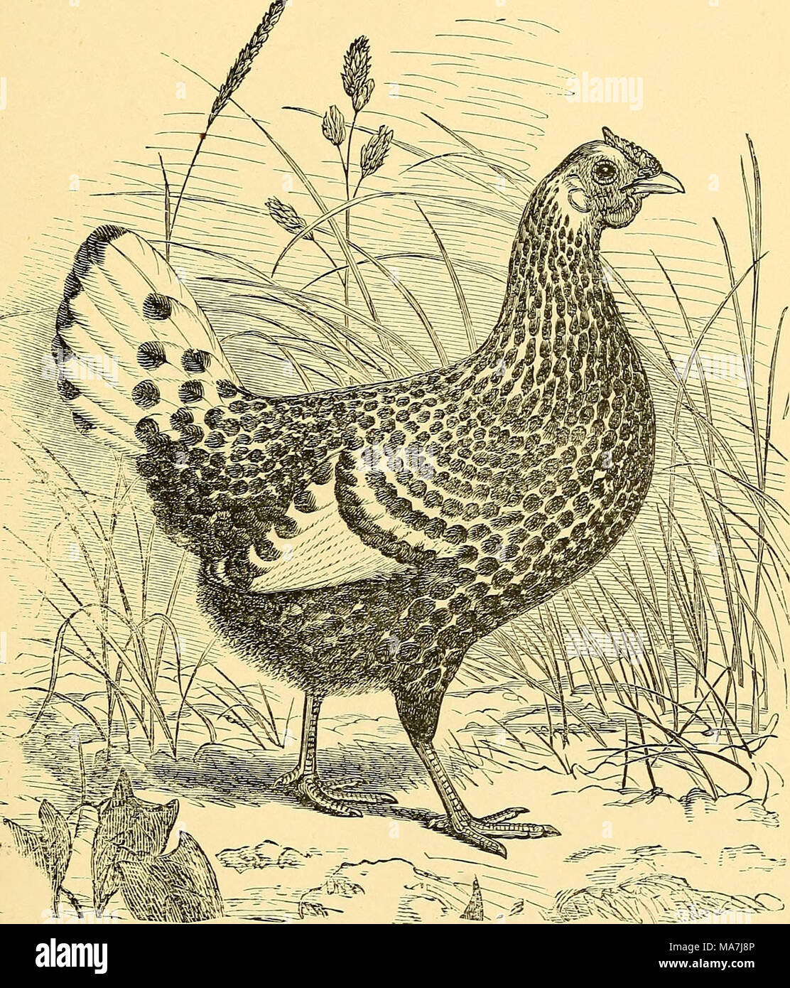 . Uova e pollame elevare a casa . Fig. 6.-argento-lamas Hamburgh gallina. Ma poi ci sono i nostri corre protetta, e dobbiamo ricordare che vi è un guasto grave per essere trovati con queste razze più pesante, per broody galline non sono richiesti nel piccolo uovo-la produzione di stabilimento; Foto Stock