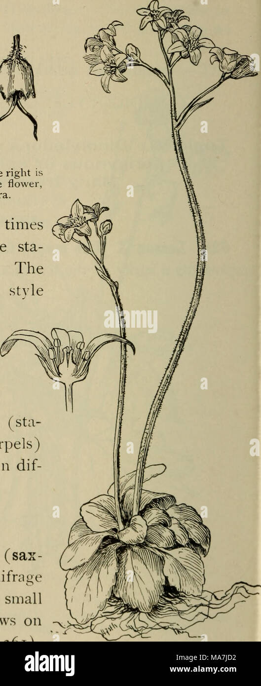 . Botanica elementare . Fig. 360^. I semi e i fiori di zucchero di acero. A destra di 1 un fiore pistillate, nel mezzo di un staminate fiore e a sinistra i due semi torming a Samara. calice è in forma di campana e diverse volte lobata, di solito cinque volte. La sta- mens sono in numero variabile. L'ovaio è a due lobi e profondamente biforcato. La frutta forma due semi, ciascuno con una lunga ala-come espansione come mostrato in figura. I fiori del maple sono polygamo-die- cious, che è i deputati maschi (sta- mens) e femmina (carpels) possono essere nello stesso fiore o in dif- ferent fiori. SAXIFRAG Foto Stock