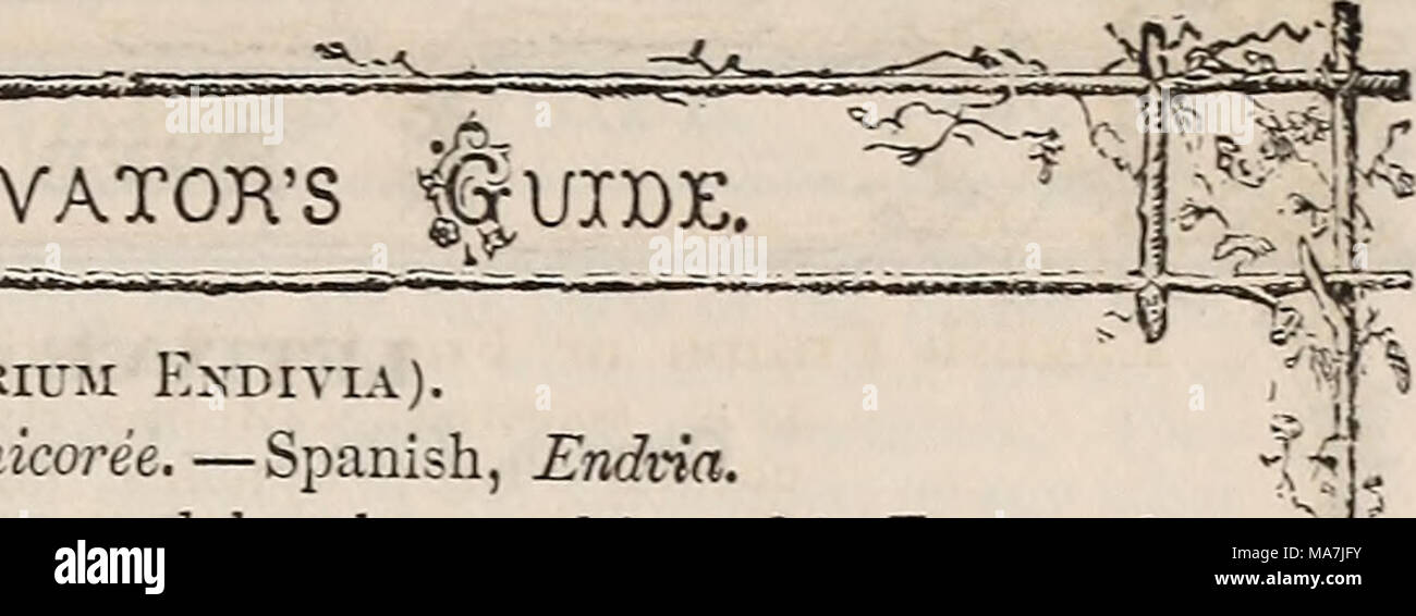 . E. Fred Washburn del coltivatore amatoriale guida il fiore &AMP; cucina giardino per il 1880 . EXDIYE (Chicoeium Exdivia). Tedesco, Endivien. - YxQQ. CVizcoree.-spagnolo, Endvia. Il giardino indivia è un nativo della Cina settentrionale, ed è stato coltivato m Europa negli ultimi tre secoli per un inverno insalata. I francesi sono particolarmente affezionato, utilizzando materie, decapato, fritte, bollite, valorizzando è estremamente ricca in ogni forma. ° ' Cultura.- per la coltura precoce, seminano circa il 1 luglio. Essa farà sul gi'uono dove inizio di cavoli o piselli sono venuti fuori, dando ad essa un cappotto" di ma Foto Stock