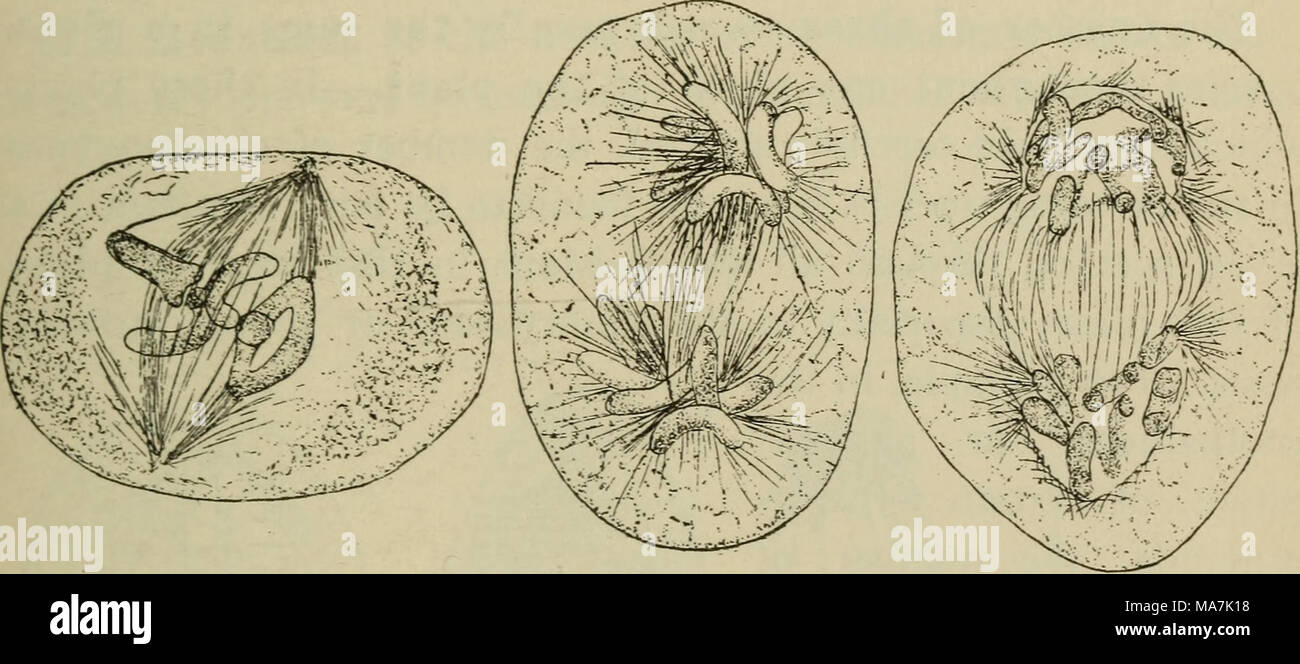 . Botanica elementare . Fig. 318. Karyokinesis nel polline di cellule madre di podophyllum. A sinistra il mandrino con i cromosomi la separazione alla piastra nucleare ; nella figura intermedia i cromosomi hanno raggiunto i poli del mandrino, e a destra i cromosomi sono formando la figlia di nuclei. (Dopo Mottier.) Le coppie di cromosomi disporsi in un piano mediano del nucleo, che irradia un po' in una moda stellate, formando la piastra nucleare o monaster. Allo stesso tempo le filettature del protoplasma (kinoplasm) diventano disposti in forma di mandrino, il cui asse è Foto Stock